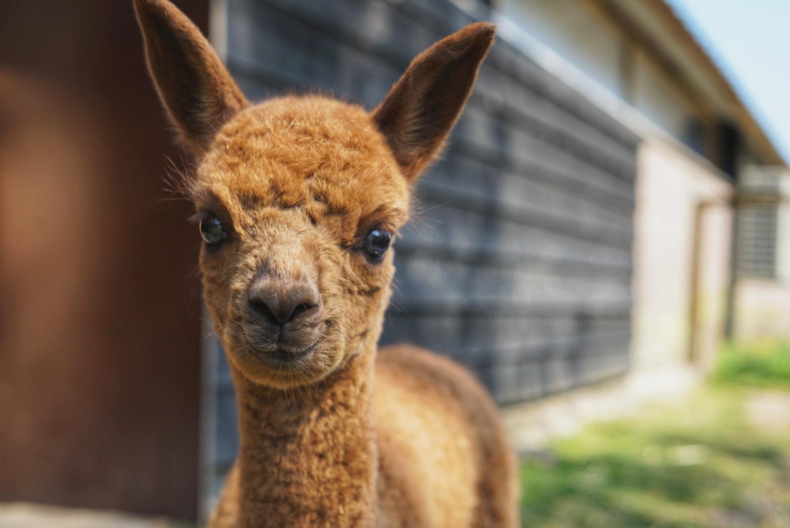 Alpacafarm Vorstenbosch - Alpaca boerderij — uitje in Nederland