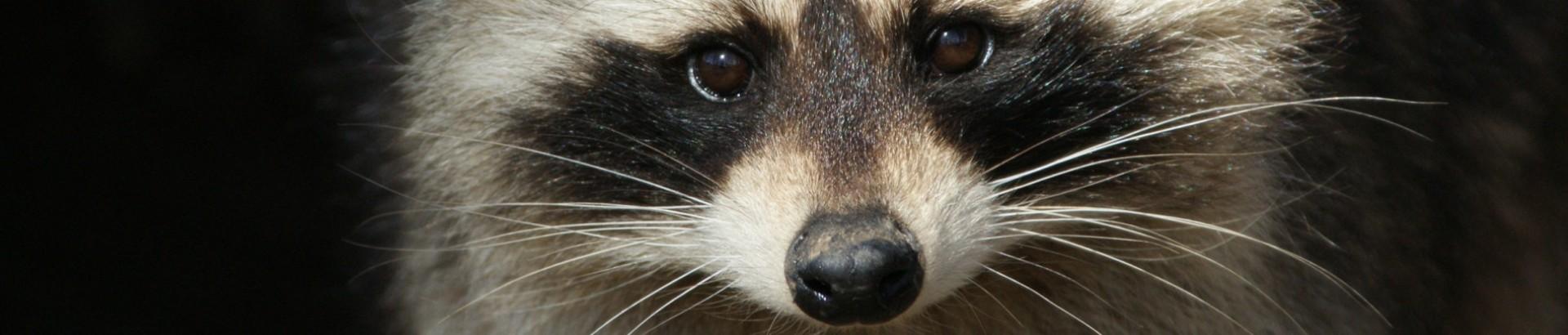 Kasteelpark Born — uitje in Nederland