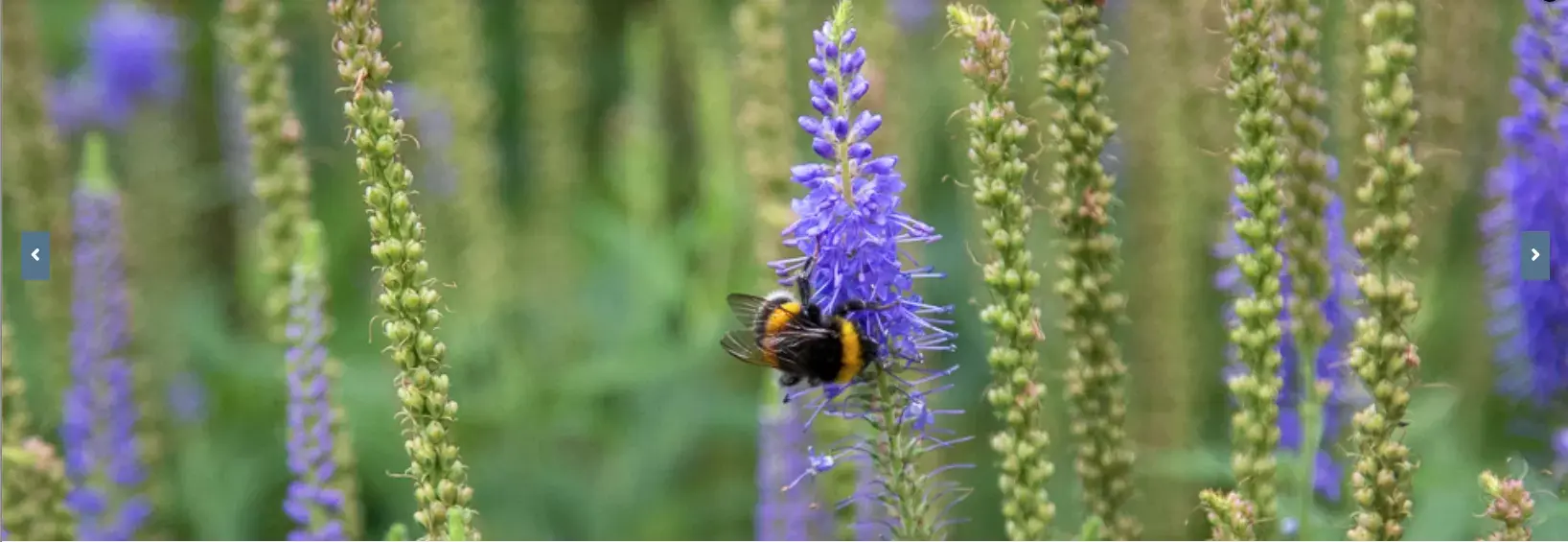 Landgoed Bredius — uitje in Nederland