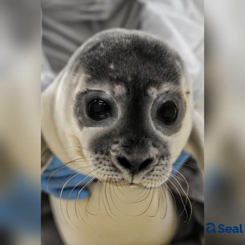 A Seal Stellendam, uitje in Nederland