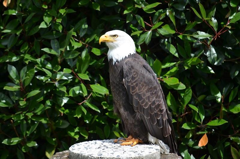 Dierenpark de Oliemeulen, uitje in Nederland