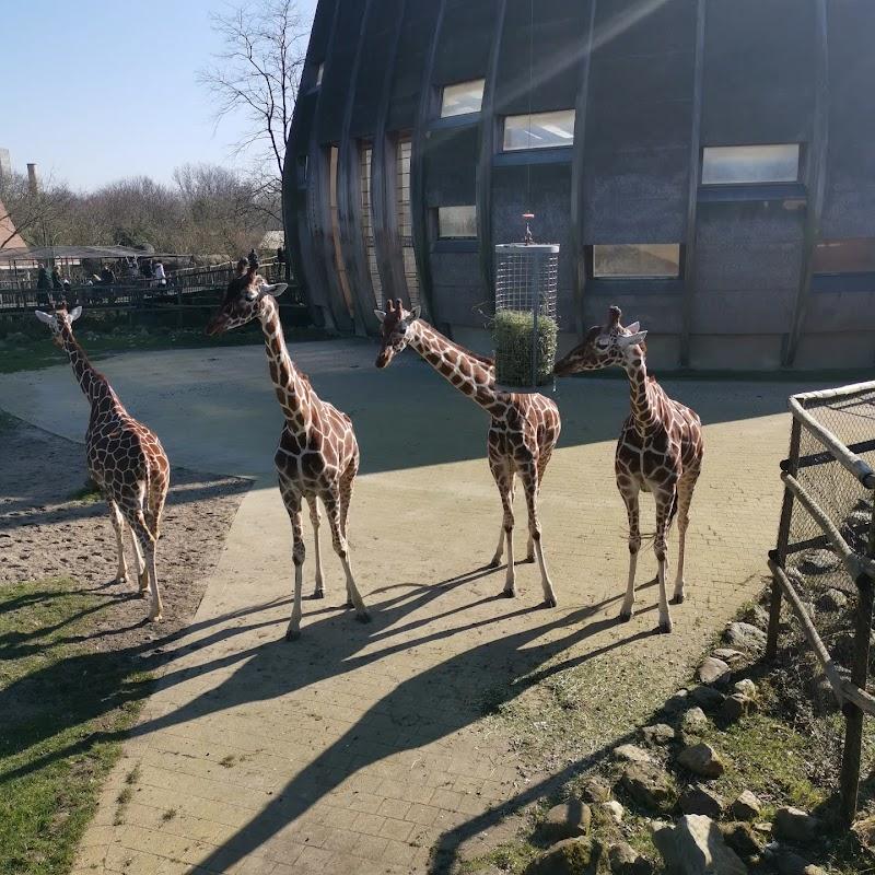 Diergaarde Blijdorp, uitje in Nederland