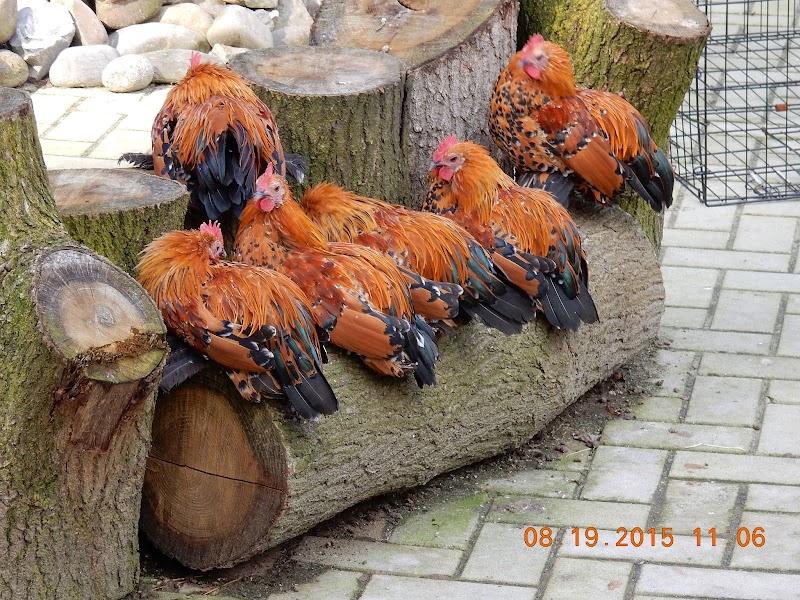 Dorpsboerderij Weverkeshof Nuenen, uitje in Nederland