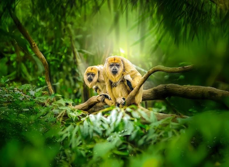 GaiaZoo, uitje in Nederland