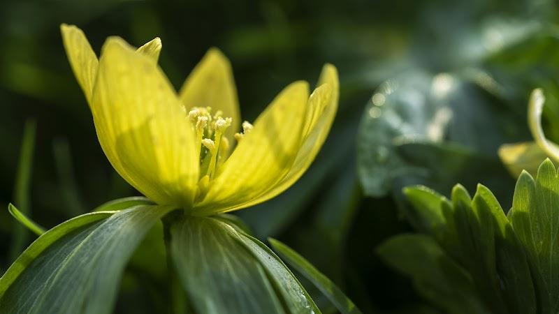 Hortus Leiden , uitje in Nederland
