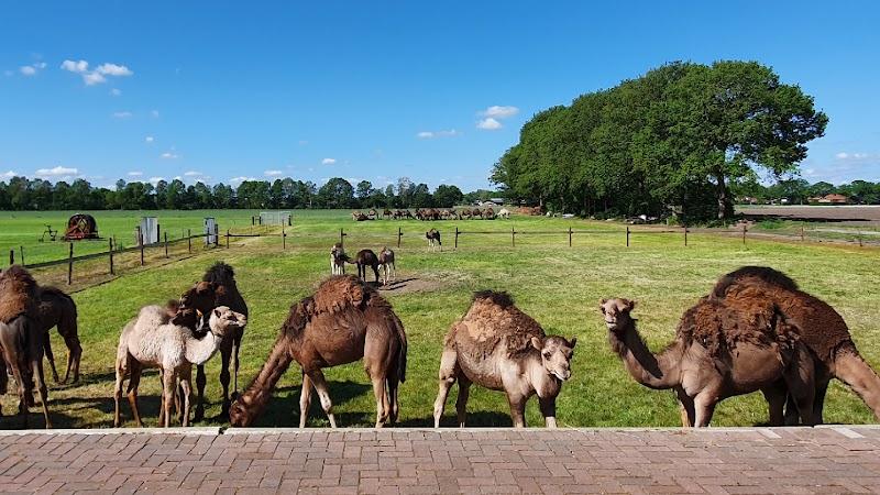Kamelenmelkerij Smits, uitje in Nederland