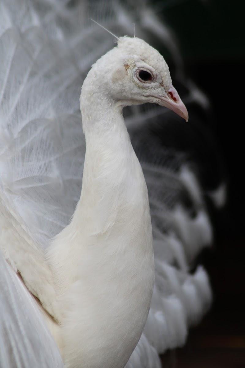 Kinderboerderij de Boerenzwaluw, uitje in Nederland