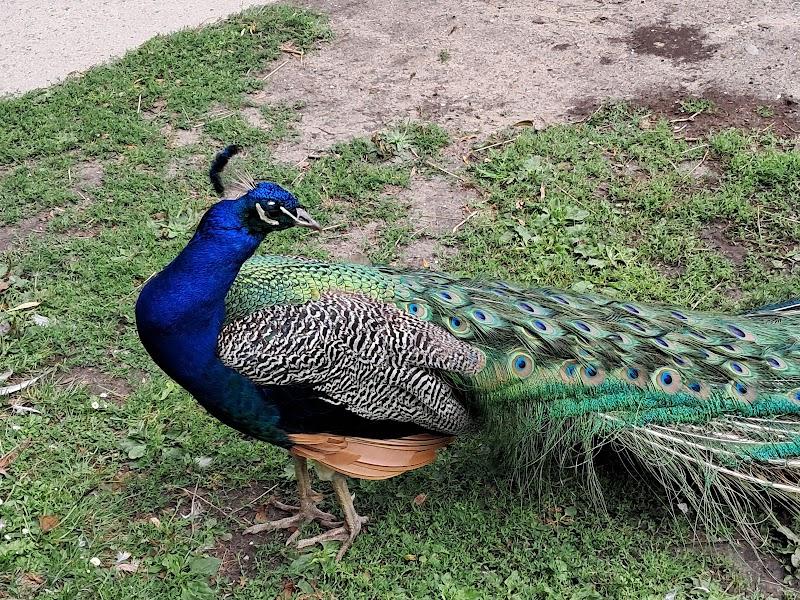 Kinderboerderij de Kerkestee, uitje in Nederland