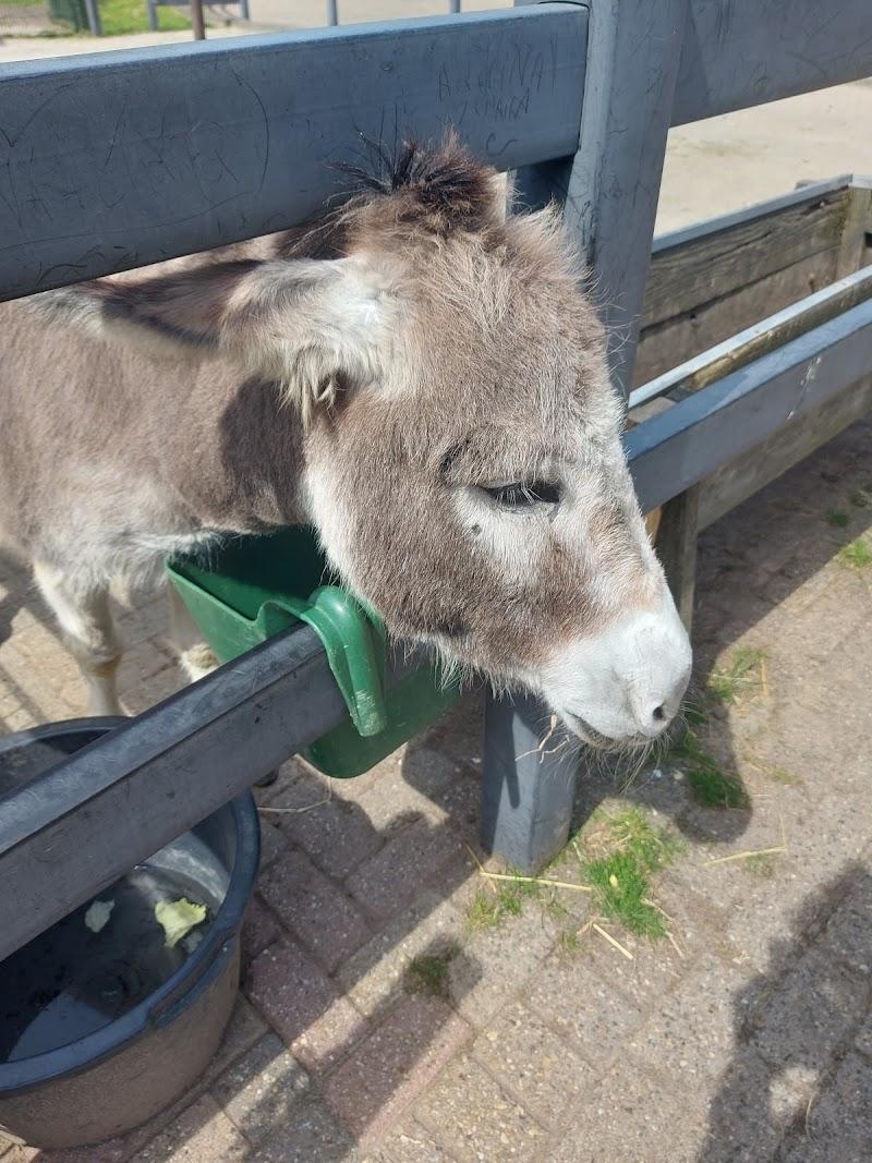 Kinderboerderij de trotse pauw, uitje in Nederland