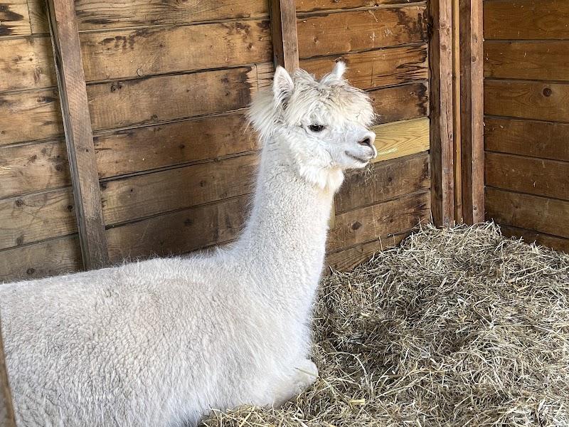 Kinderboerderij Juffertje in 't Groen, uitje in Nederland
