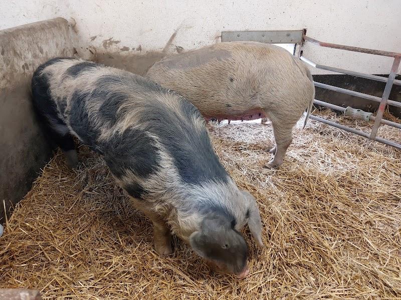 Kinderboerderij Merenwijk , uitje in Nederland