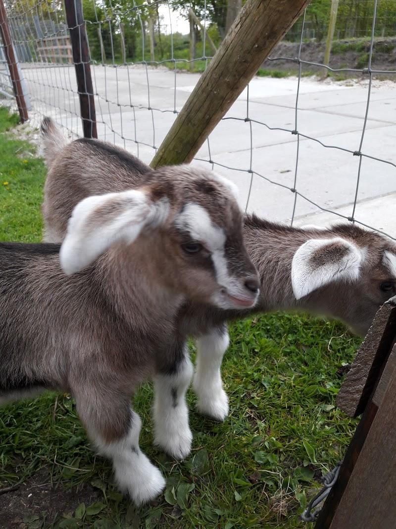 Kinderboerderij Voorschoten, uitje in Nederland