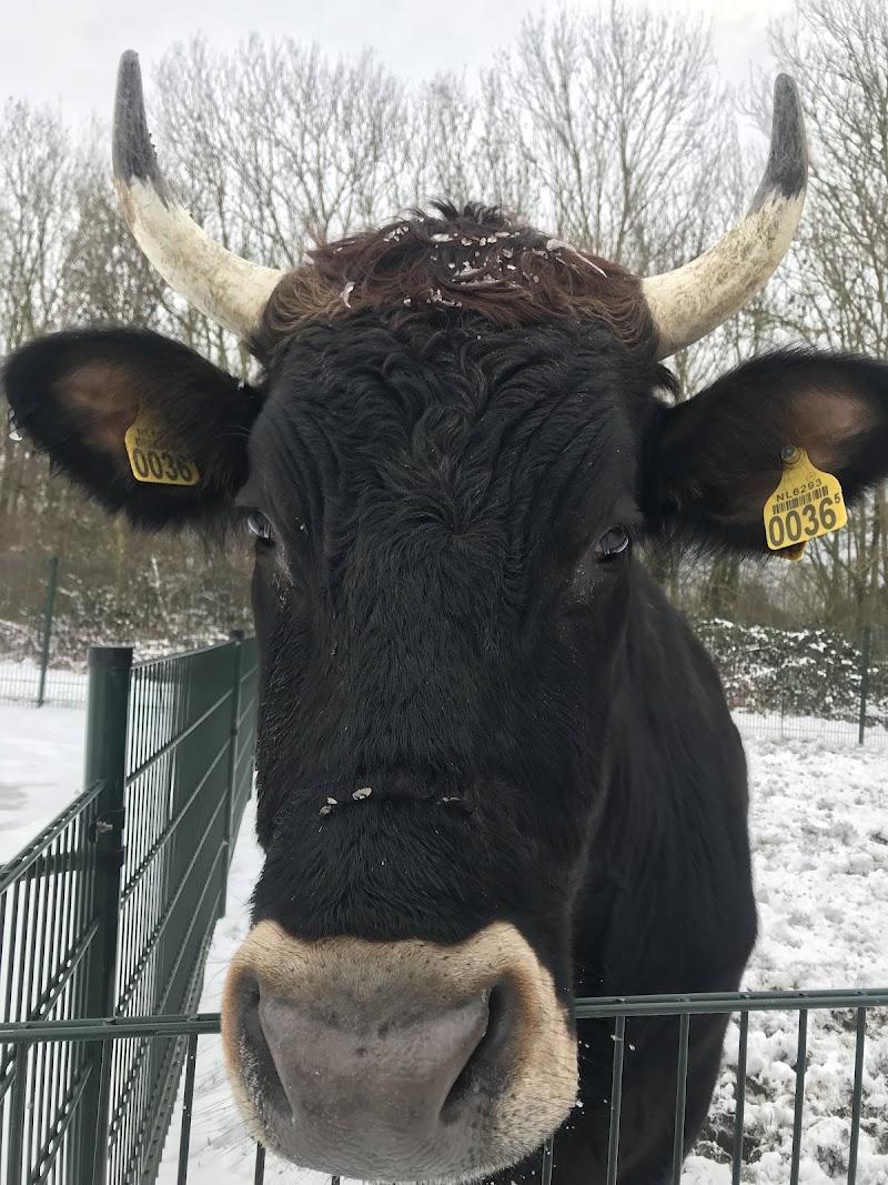 Natuurspeeltuin en kinderboerderij de blije wei, uitje in Nederland