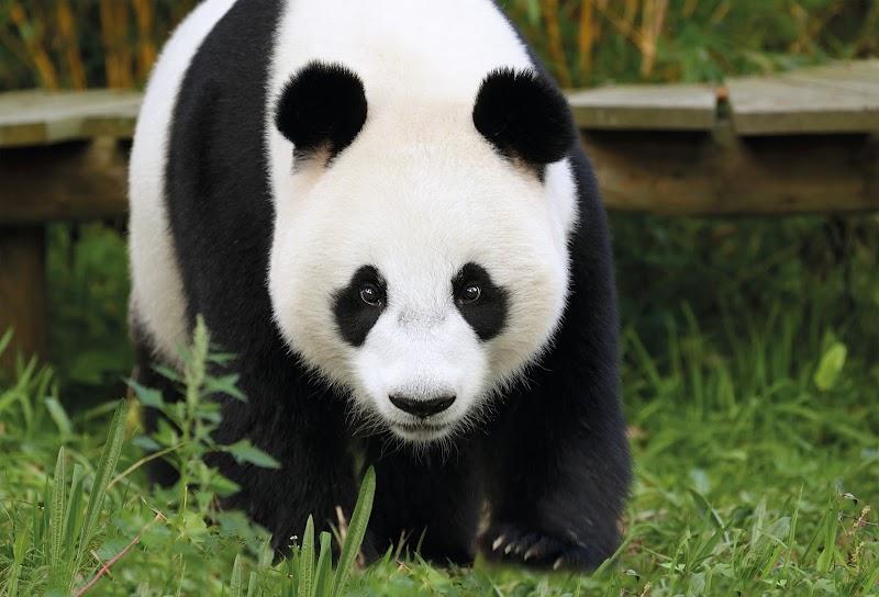 Ouwehands Dierenpark, uitje in Nederland