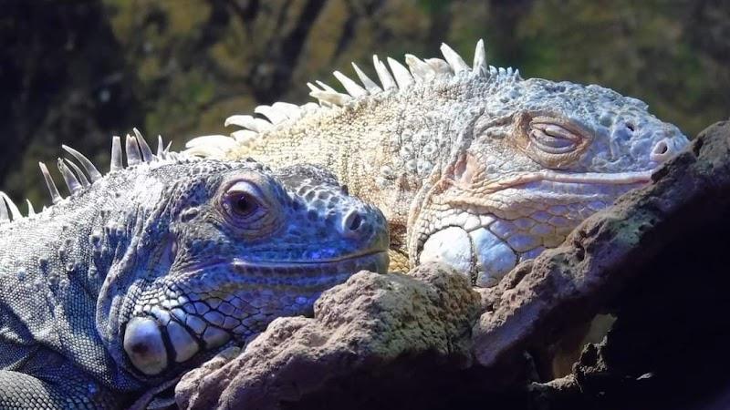 Reptielenzoo Iguana, uitje in Nederland