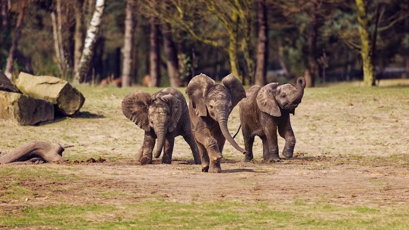 Safaripark Beekse Bergen , uitje in Nederland