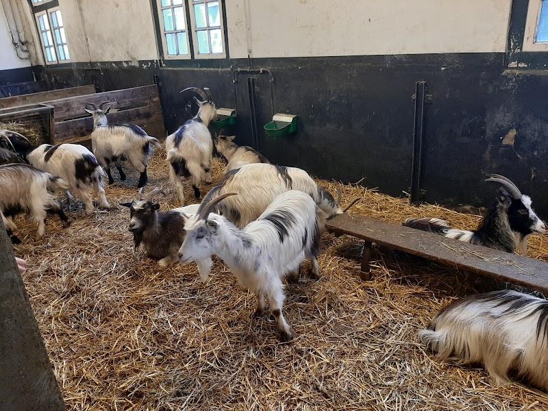 Speelboerderij Het Buitenbeest, uitje in Nederland