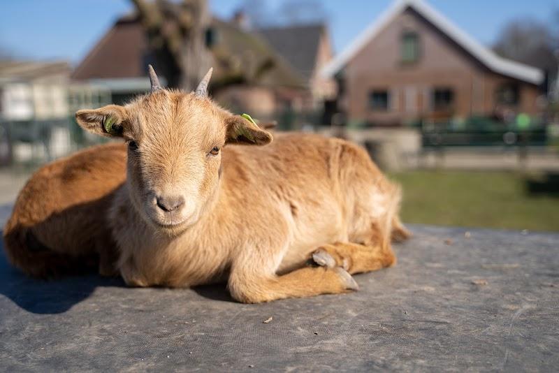 Speelboerderij Houten, uitje in Nederland