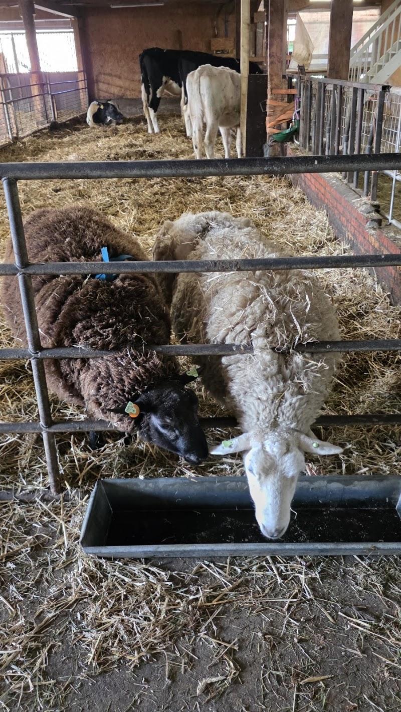 Stadsboerderij Het Boegbeeld, uitje in Nederland