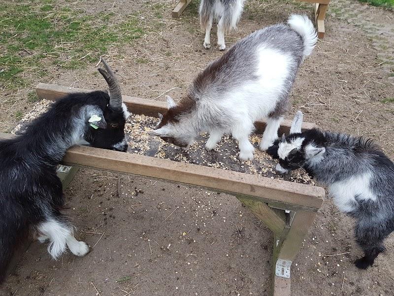 Stichting Kinderboerderij Zaltbommel, uitje in Nederland