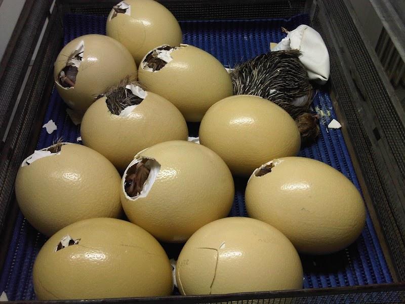 Struisvogelboerderij Monnikenwerve, uitje in Nederland