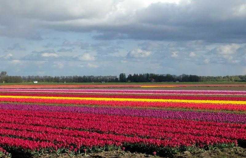 Torenbosje speurtocht , uitje in Nederland