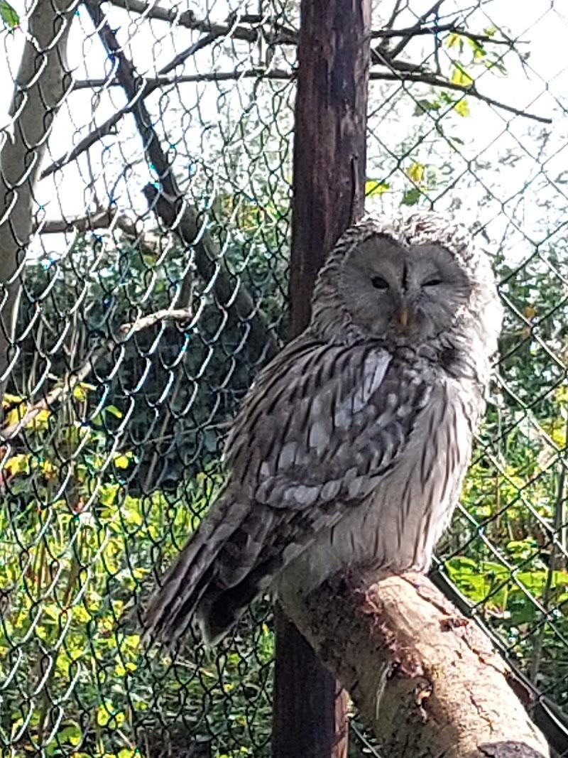 Uilen-Dierenpark de Paay, uitje in Nederland