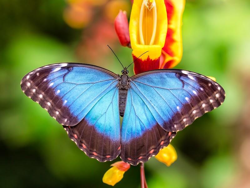 Vlindertuin Vlindorado, uitje in Nederland