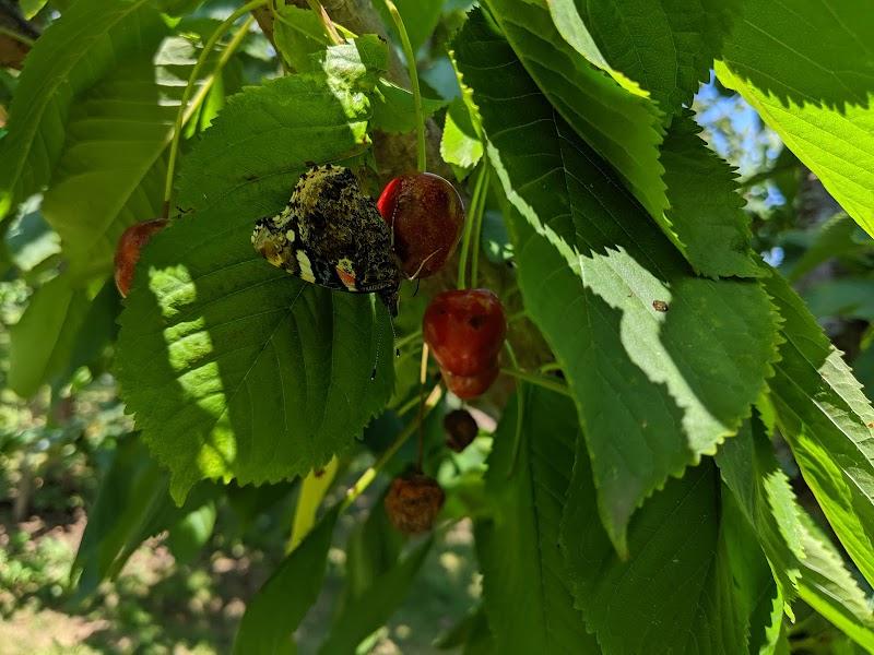 Zelfpluktuin Groenhof, uitje in Nederland