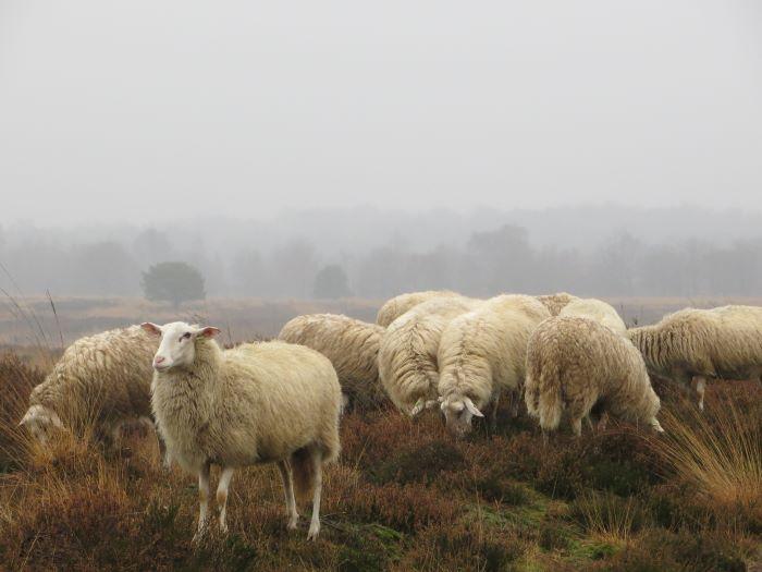 Stichting Schapedrift Ermelo — uitje in Nederland