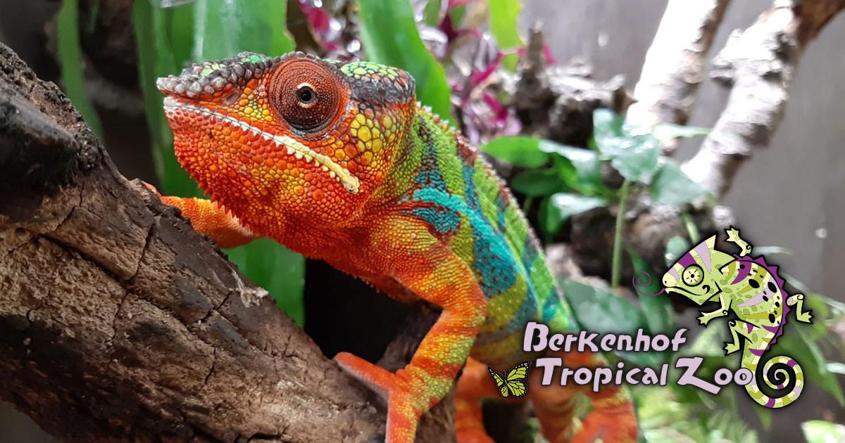 Berkenhof Tropical Zoo & Restaurant — uitje in Nederland