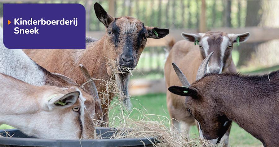 Alliade - Kinderboerderij Sneek — uitje in Nederland