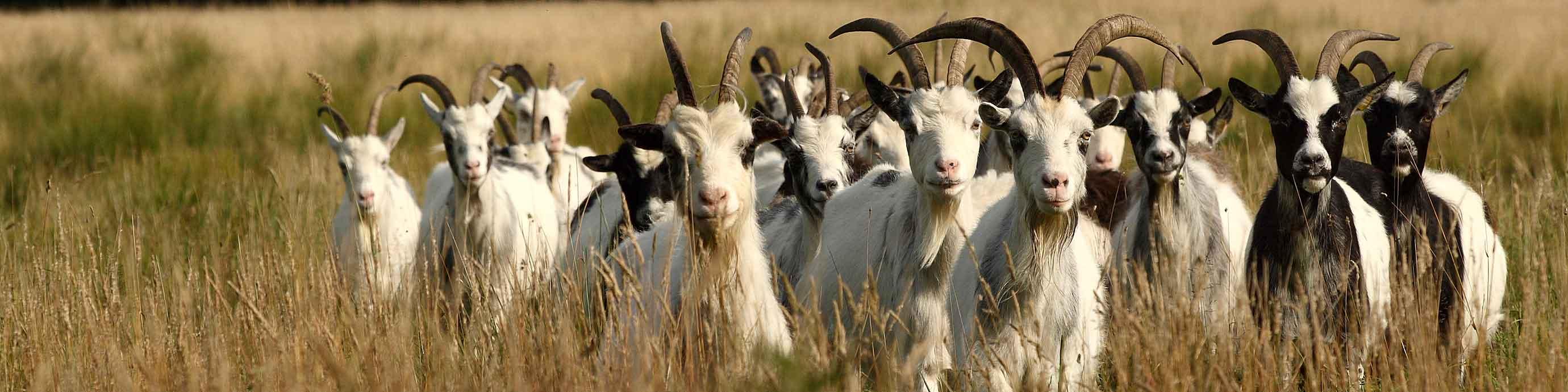 Speelbos De Kleine Waterlinie — uitje in Nederland