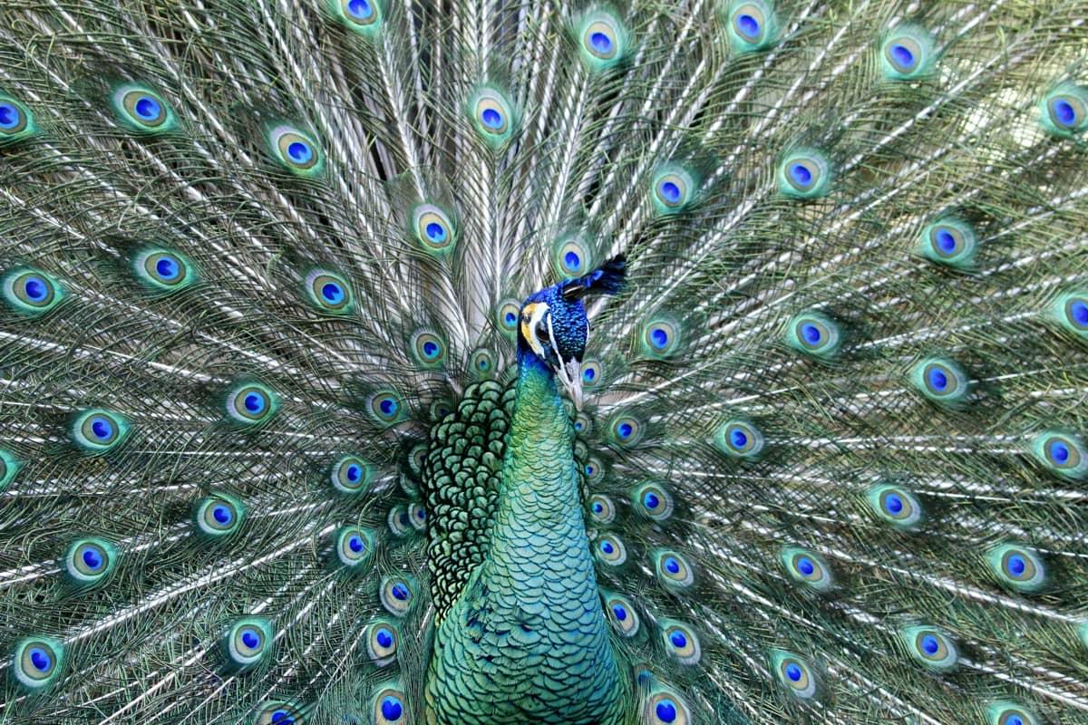 Dierenpark Taman Indonesia — uitje in Nederland