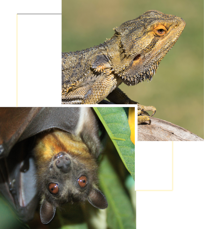 Zoo Bizar — uitje in Nederland