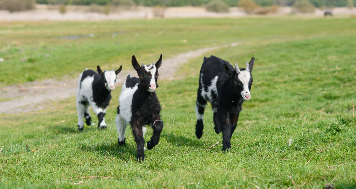 Kinderboerderij en Waterspeeltuin Tanthof — uitje in Nederland