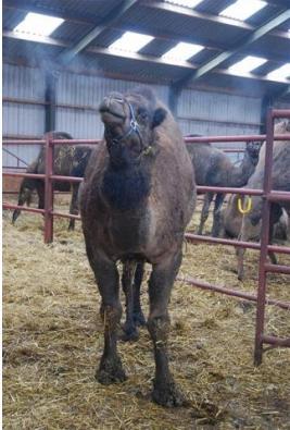 Kamelenmelkerij Smits — uitje in Nederland