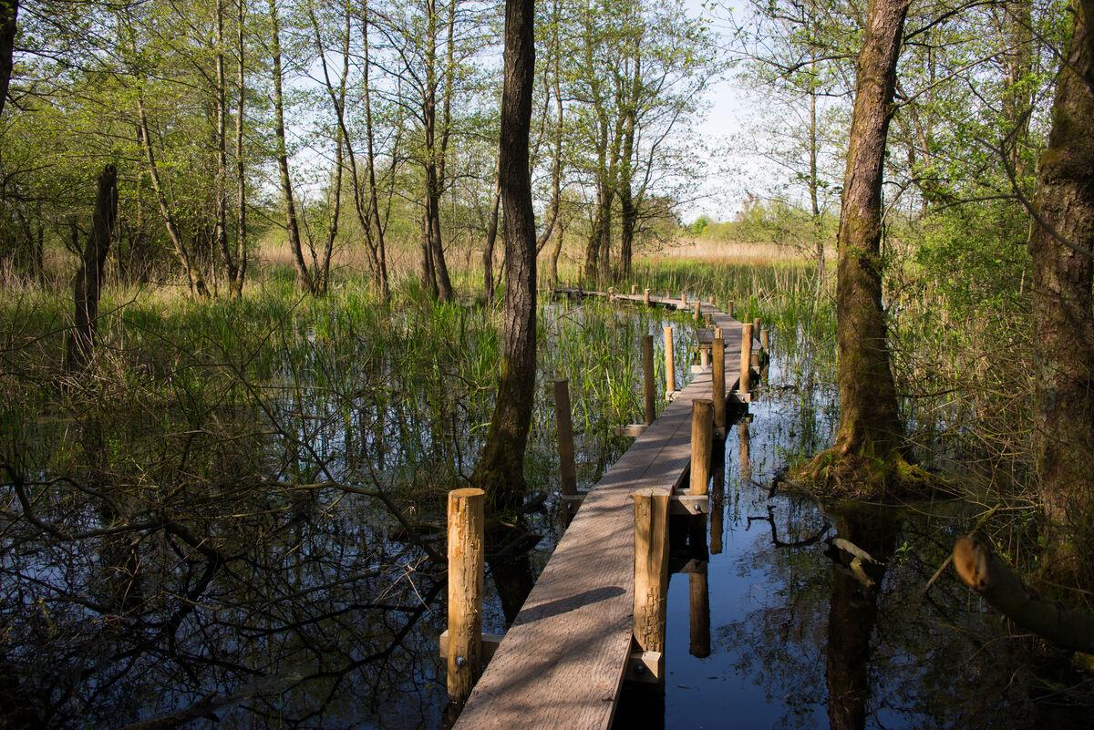 Lettelberterpetten Plankenpad — uitje in Nederland