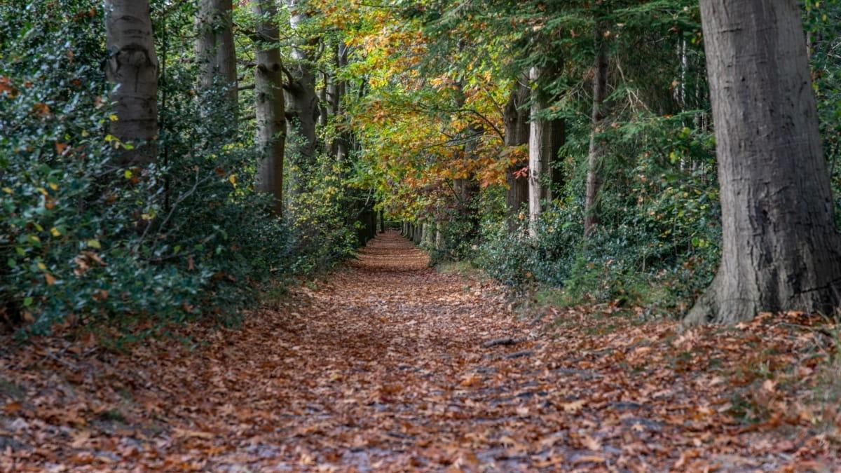 Het houten pad van Theodoor — uitje in Nederland